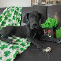 Euro Black , a male Great Dane for sale in Joplin, MO – Photo 2 of 4