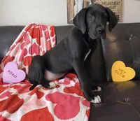 Euro Black , a male Great Dane for sale in Joplin, MO – Photo 1 of 6