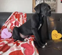 Euro Black , a male Great Dane for sale in Joplin, MO – Photo 3 of 6