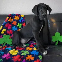 Euro Black , a male Great Dane for sale in Joplin, MO – Photo 4 of 4