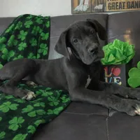 Euro Black , a male Great Dane for sale in Joplin, MO – Photo 1 of 4