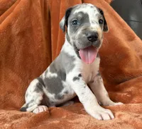 Blue Harlequin Tanpoint , a male Great Dane for sale in Joplin, MO – Photo 3 of 7