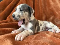 Blue Harlequin Tanpoint , a male Great Dane for sale in Joplin, MO – Photo 5 of 7