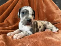 Blue Harlequin Tanpoint , a male Great Dane for sale in Joplin, MO – Photo 2 of 7
