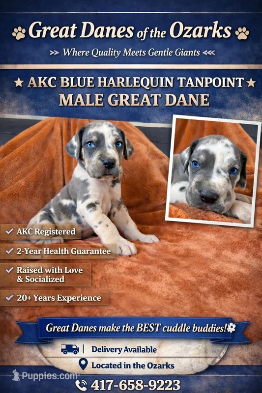 Blue Harlequin Tanpoint  – Great Dane puppy for sale in Joplin, MO
