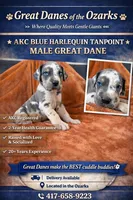 Blue Harlequin Tanpoint , a male Great Dane for sale in Joplin, MO – Photo 1 of 7