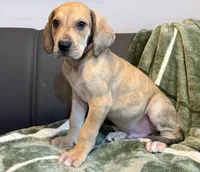 Fawn Merle , a male Great Dane for sale in Joplin, MO – Photo 5 of 6