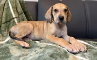 Fawn Merle , a male Great Dane for sale in Joplin, MO – Photo 3 of 6
