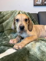 Fawn Merle , a male Great Dane for sale in Joplin, MO – Photo 4 of 6