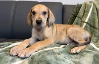 Fawn Merle , a male Great Dane for sale in Joplin, MO – Photo 6 of 6
