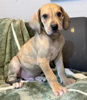 Fawn Merle , a male Great Dane for sale in Joplin, MO – Photo 2 of 6