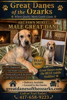 Fawn Merle , a male Great Dane for sale in Joplin, MO – Photo 1 of 6