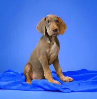 Lilac Tanpoint, a male Great Dane for sale in Joplin, MO – Photo 2 of 5