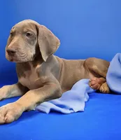 Lilac Tanpoint, a male Great Dane for sale in Joplin, MO – Photo 5 of 5