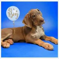 Lilac Tanpoint, a male Great Dane for sale in Joplin, MO – Photo 3 of 5