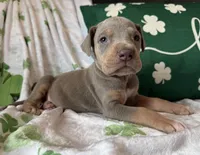 Lilac Tanpoint , a female Great Dane for sale in Joplin, MO – Photo 3 of 6