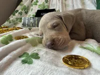 Lilac Tanpoint , a female Great Dane for sale in Joplin, MO – Photo 1 of 6