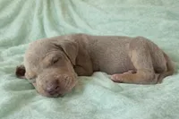 Lilac Tanpoint , a female Great Dane for sale in Joplin, MO – Photo 2 of 7