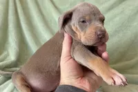 Lilac Tanpoint , a female Great Dane for sale in Joplin, MO – Photo 5 of 7