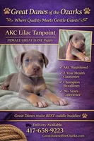 Lilac Tanpoint , a female Great Dane for sale in Joplin, MO – Photo 1 of 7