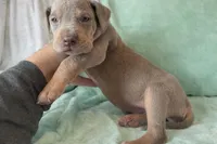 Lilac Tanpoint , a female Great Dane for sale in Joplin, MO – Photo 6 of 7