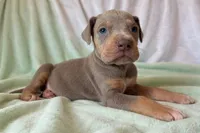 Lilac Tanpoint , a female Great Dane for sale in Joplin, MO – Photo 3 of 7