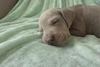 Lilac Tanpoint , a female Great Dane for sale in Joplin, MO – Photo 4 of 7