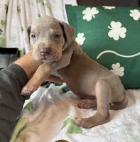 Lilac Tanpoint , a female Great Dane for sale in Joplin, MO – Photo 6 of 6