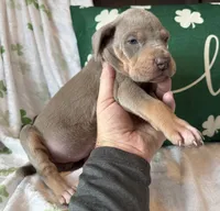Lilac Tanpoint , a female Great Dane for sale in Joplin, MO – Photo 2 of 6