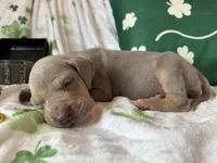 Lilac Tanpoint , a female Great Dane for sale in Joplin, MO – Photo 5 of 6