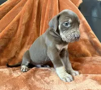 Chocolate Tanpoint , a male Great Dane for sale in Joplin, MO – Photo 4 of 7