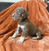 Chocolate Tanpoint , a male Great Dane for sale in Joplin, MO – Photo 3 of 7