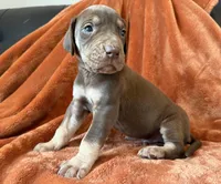 Chocolate Tanpoint , a male Great Dane for sale in Joplin, MO – Photo 2 of 7