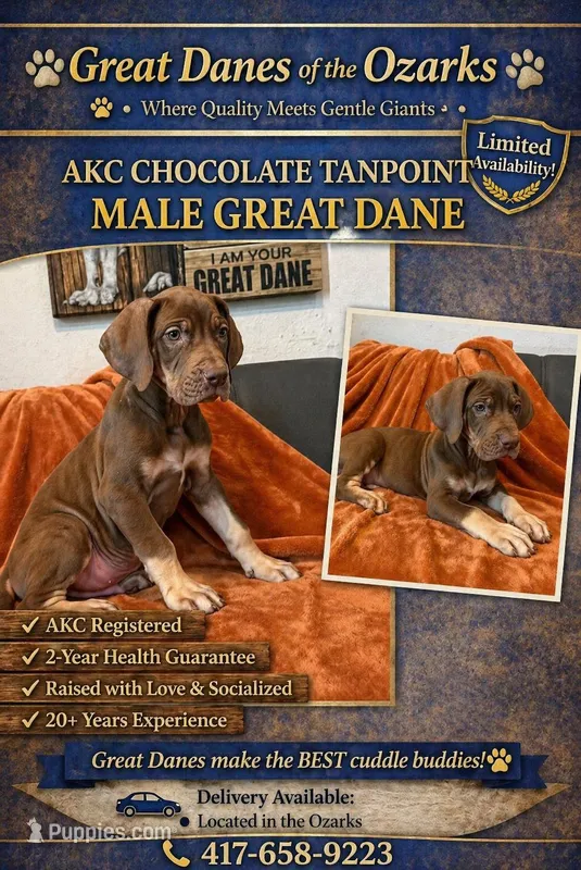 Chocolate Tanpoint  – Great Dane puppy for sale in Joplin, MO