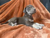 Chocolate Tanpoint , a male Great Dane for sale in Joplin, MO – Photo 5 of 7