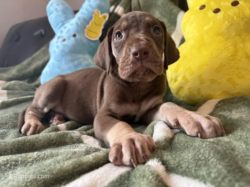 Chocolate Tanpoint  – Great Dane puppy for sale in Joplin, MO