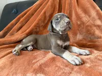 Chocolate Tanpoint , a male Great Dane for sale in Joplin, MO – Photo 6 of 7