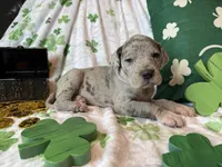 Blue Merle , a female Great Dane for sale in Joplin, MO – Photo 6 of 6