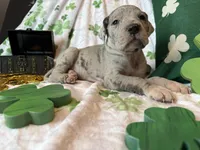 Blue Merle , a female Great Dane for sale in Joplin, MO – Photo 3 of 6