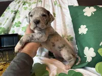 Blue Merle , a female Great Dane for sale in Joplin, MO – Photo 5 of 6