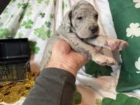 Blue Merle , a female Great Dane for sale in Joplin, MO – Photo 4 of 6