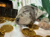 Blue Merle , a female Great Dane for sale in Joplin, MO – Photo 2 of 6