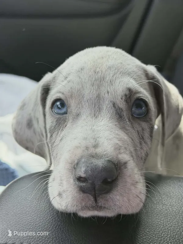 Knox – Great Dane puppy for sale in Joplin, MO