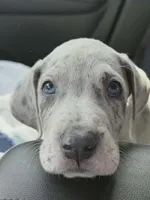 Knox, a male Great Dane for sale in Joplin, MO – 1 of 3