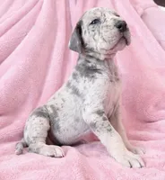 Blue Merle , a female Great Dane for sale in Joplin, MO – Photo 4 of 6