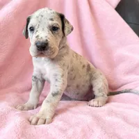 Blue Merle , a female Great Dane for sale in Joplin, MO – Photo 3 of 6