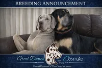 Blue Merle , a female Great Dane for sale in Joplin, MO – Photo 6 of 6