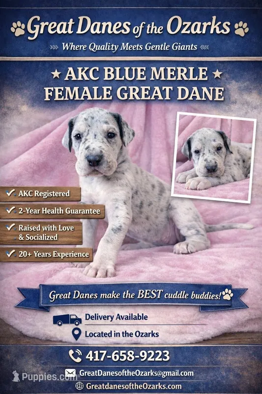 Blue Merle  – Great Dane puppy for sale in Joplin, MO