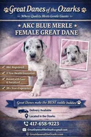 Blue Merle , a female Great Dane for sale in Joplin, MO – Photo 1 of 6