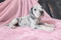 Blue Merle , a female Great Dane for sale in Joplin, MO – Photo 5 of 6